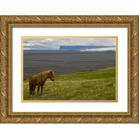 Iceland, Skaftafell NP Icelandic horse Gold Ornate Wood Framed Art Print with Double Matting by Illg, Cathy and Gordon