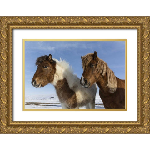 Iceland Icelandic horses Gold Ornate Wood Framed Art Print with Double Matting by Young, Bill