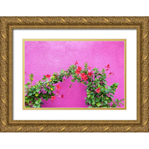 Italy-Venice-Burano Island Vining flowers against a bright pink wall on Burano Island Gold Ornate Wood Framed Art Print with Double Matting by Eggers, Julie