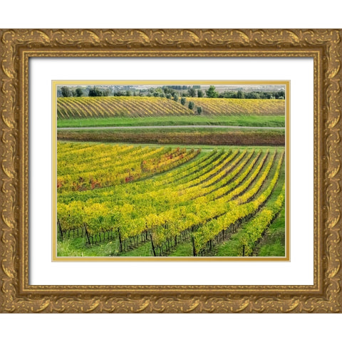 Italy-Tuscany Colorful vineyard in autumn Gold Ornate Wood Framed Art Print with Double Matting by Eggers, Julie