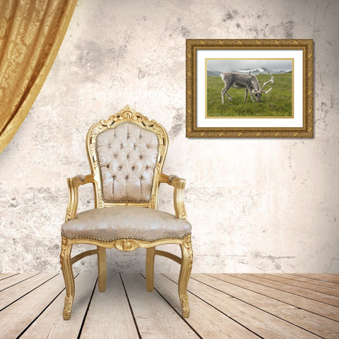 Europe, Scotland, Cairngorm NP Reindeer grazing Gold Ornate Wood Framed Art Print with Double Matting by Illg, Cathy and Gordon