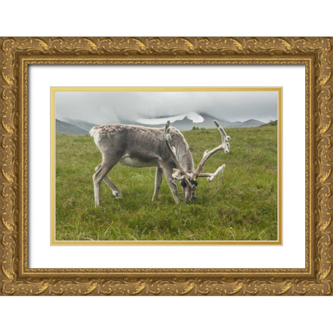 Europe, Scotland, Cairngorm NP Reindeer grazing Gold Ornate Wood Framed Art Print with Double Matting by Illg, Cathy and Gordon