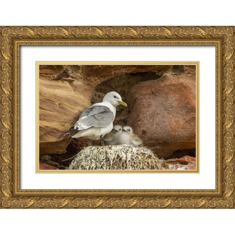 Scotland, Dunbar Kittiwake parent and chicks Gold Ornate Wood Framed Art Print with Double Matting by Illg, Cathy and Gordon