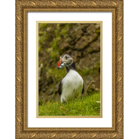 Scotland, Shetland Isl Atlantic puffin with fish Gold Ornate Wood Framed Art Print with Double Matting by Illg, Cathy and Gordon
