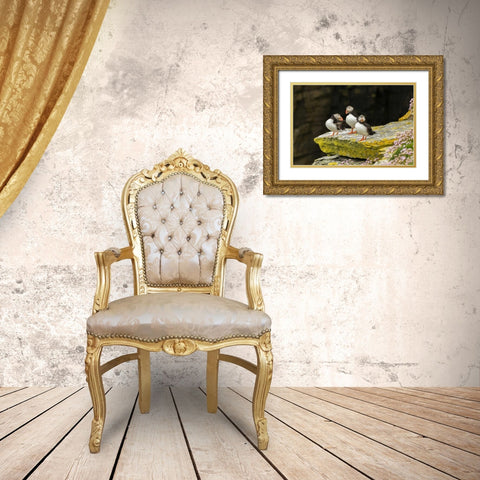 Scotland, Shetland Islands Atlantic puffins Gold Ornate Wood Framed Art Print with Double Matting by Illg, Cathy and Gordon