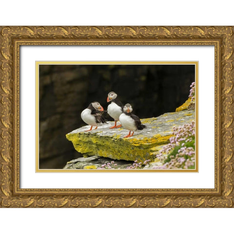 Scotland, Shetland Islands Atlantic puffins Gold Ornate Wood Framed Art Print with Double Matting by Illg, Cathy and Gordon