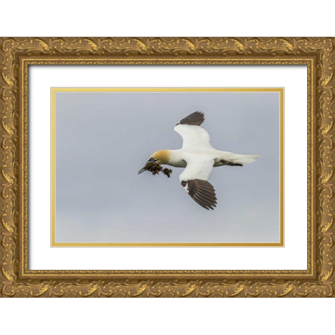 Scotland, Shetland Isl Flying gannet with twig Gold Ornate Wood Framed Art Print with Double Matting by Illg, Cathy and Gordon