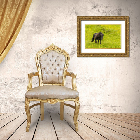 Scotland, Shetland Islands Shetland pony Gold Ornate Wood Framed Art Print with Double Matting by Illg, Cathy and Gordon