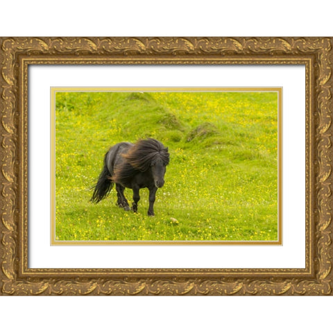Scotland, Shetland Islands Shetland pony Gold Ornate Wood Framed Art Print with Double Matting by Illg, Cathy and Gordon