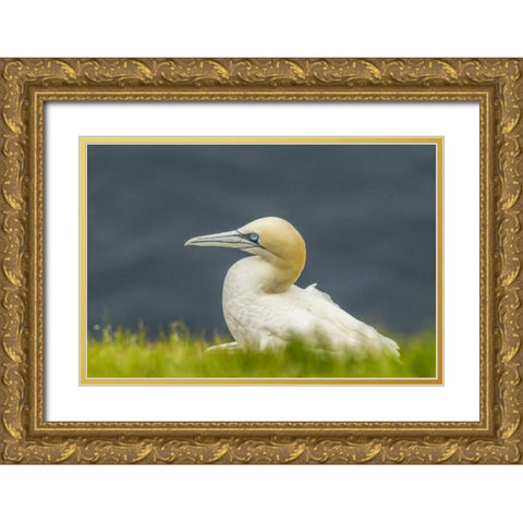 Scotland, Shetland Islands Northern gannet Gold Ornate Wood Framed Art Print with Double Matting by Illg, Cathy and Gordon