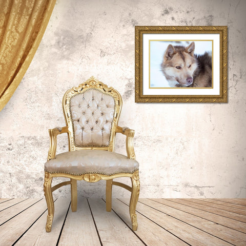 Sled dog during winter in Uummannaq in Greenland Dog teams are still draft animals Gold Ornate Wood Framed Art Print with Double Matting by Zwick, Martin