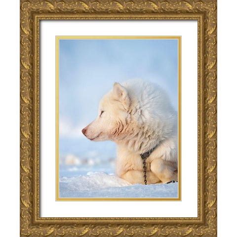 Sled dog during winter in Uummannaq in Greenland Dog teams are still draft animals Gold Ornate Wood Framed Art Print with Double Matting by Zwick, Martin