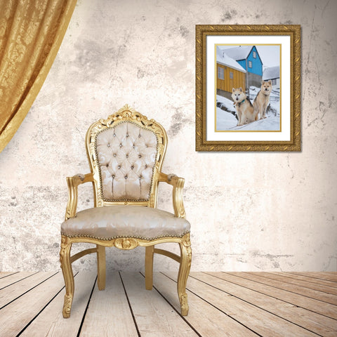 Sled dog during winter in Uummannaq in Greenland Dog teams are still draft animals Gold Ornate Wood Framed Art Print with Double Matting by Zwick, Martin