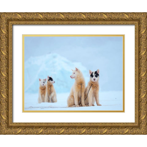 Sled dog during winter in Uummannaq in Greenland  Gold Ornate Wood Framed Art Print with Double Matting by Zwick, Martin