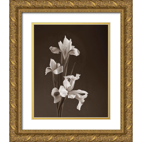 Sepia tone Iris Gold Ornate Wood Framed Art Print with Double Matting by Miller, Anna