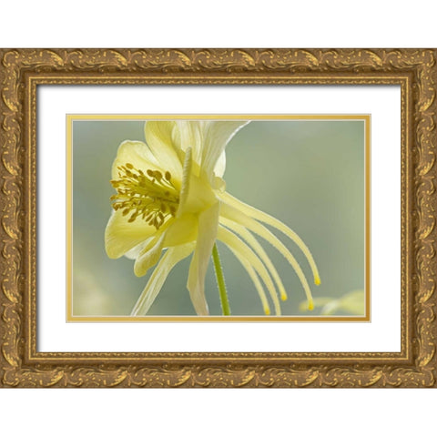 Close-up of yellow columbine flower Gold Ornate Wood Framed Art Print with Double Matting by Paulson, Don