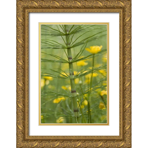 Horsetail plant and buttercup flowers Gold Ornate Wood Framed Art Print with Double Matting by Paulson, Don