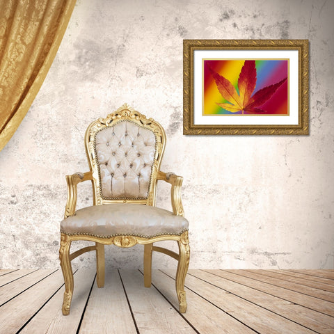 Abstract of autumn-colored Japanese maple leaf Gold Ornate Wood Framed Art Print with Double Matting by Satushek, Steve