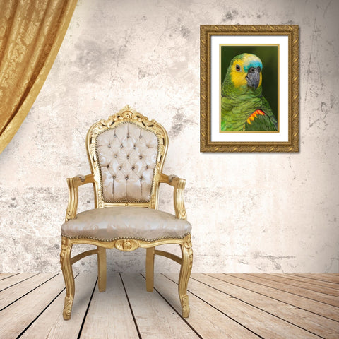 Blue fronted Amazon parrot-native to South America Gold Ornate Wood Framed Art Print with Double Matting by Jones, Adam