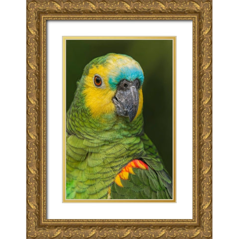 Blue fronted Amazon parrot-native to South America Gold Ornate Wood Framed Art Print with Double Matting by Jones, Adam