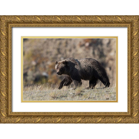 Grizzly Bear Gold Ornate Wood Framed Art Print with Double Matting by Archer, Ken