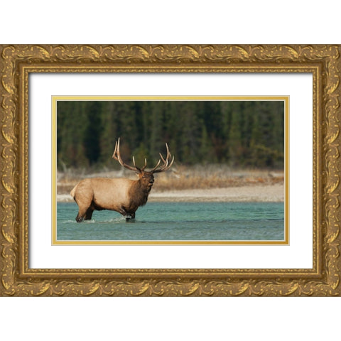 Bull elk bugling Gold Ornate Wood Framed Art Print with Double Matting by Archer, Ken