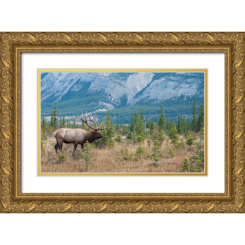 Bull elk in the Rockies Gold Ornate Wood Framed Art Print with Double Matting by Archer, Ken