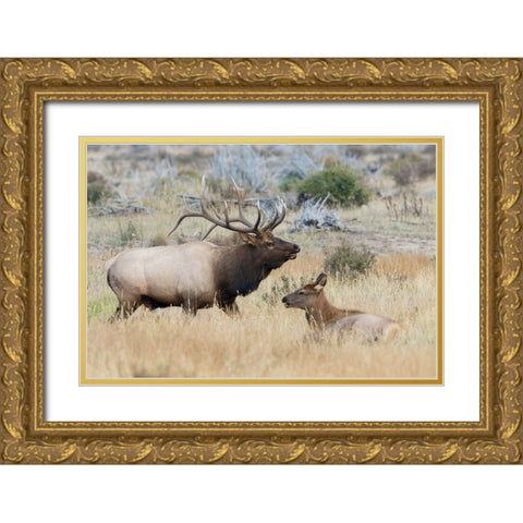 Bull elk patrolling Gold Ornate Wood Framed Art Print with Double Matting by Archer, Ken