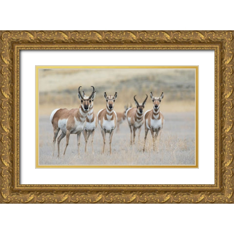 Pronghorns Gold Ornate Wood Framed Art Print with Double Matting by Archer, Ken