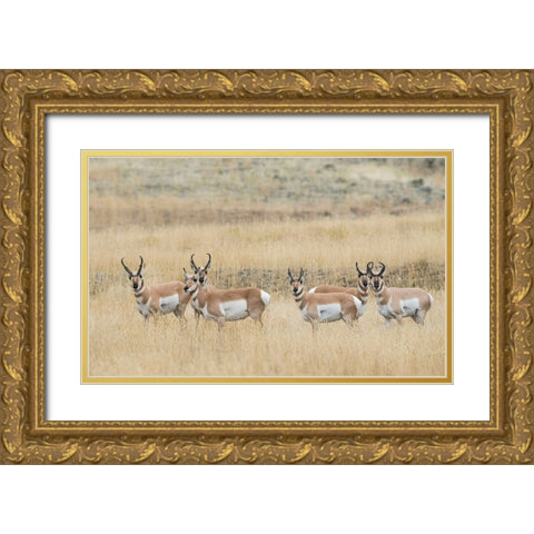 Pronghorns Gold Ornate Wood Framed Art Print with Double Matting by Archer, Ken