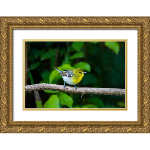 Yellow-throated Vireo-Vireo flavifrons-perched Gold Ornate Wood Framed Art Print with Double Matting by Ditto, Larry