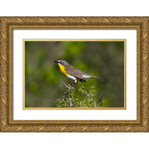 Yellow-breasted chat adult perched in dense brush Gold Ornate Wood Framed Art Print with Double Matting by Ditto, Larry