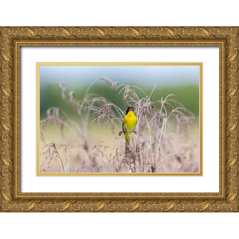 Common Yellowthroat-Geothlypis trichas-male singing in prairie Marion County-Illinois Gold Ornate Wood Framed Art Print with Double Matting by Day, Richard and Susan