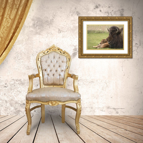 WY, Yellowstone Bison resting on grass with calf Gold Ornate Wood Framed Art Print with Double Matting by Grall, Don