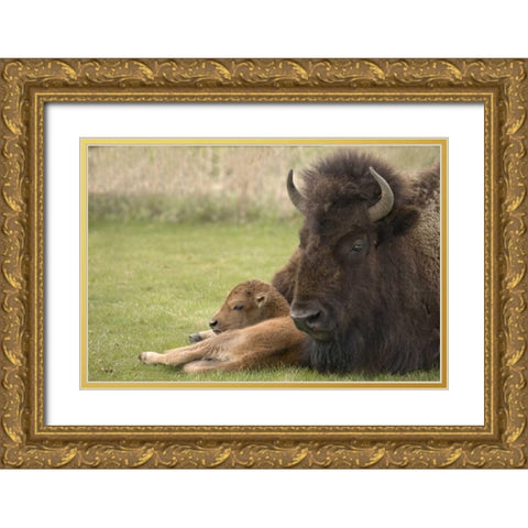 WY, Yellowstone Bison resting on grass with calf Gold Ornate Wood Framed Art Print with Double Matting by Grall, Don