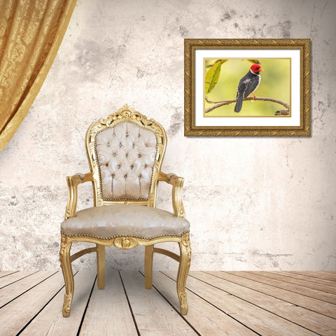 Brazil-Pantanal Yellow-billed cardinal on limb Gold Ornate Wood Framed Art Print with Double Matting by Jaynes Gallery