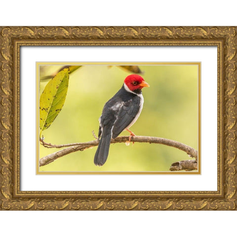 Brazil-Pantanal Yellow-billed cardinal on limb Gold Ornate Wood Framed Art Print with Double Matting by Jaynes Gallery