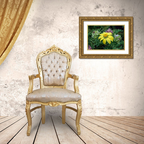 Yellow daisy bush-endemic to Floreana Island-Galapagos Islands-Ecuador Gold Ornate Wood Framed Art Print with Double Matting by Jones, Adam