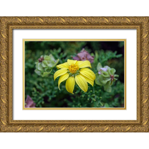 Yellow daisy bush-endemic to Floreana Island-Galapagos Islands-Ecuador Gold Ornate Wood Framed Art Print with Double Matting by Jones, Adam