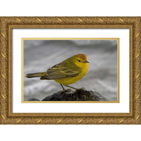Ecuador, Galapagos Islands Yellow warbler Gold Ornate Wood Framed Art Print with Double Matting by Williams, Joanne