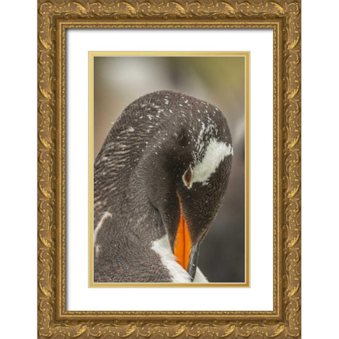 Bleaker Island Gentoo penguin adult preening Gold Ornate Wood Framed Art Print with Double Matting by Illg, Cathy and Gordon