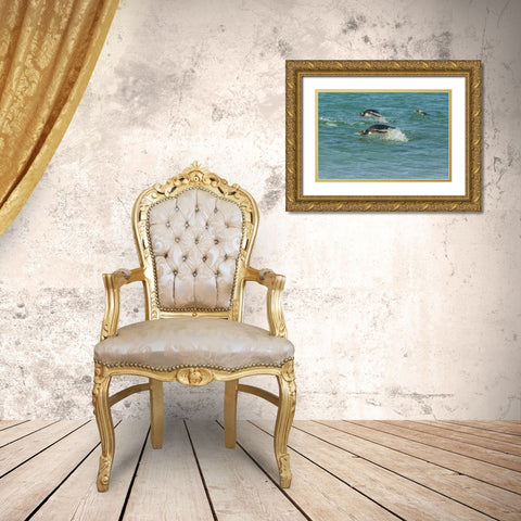 Sea Lion Island Gentoo penguins porpoising Gold Ornate Wood Framed Art Print with Double Matting by Illg, Cathy and Gordon