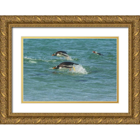 Sea Lion Island Gentoo penguins porpoising Gold Ornate Wood Framed Art Print with Double Matting by Illg, Cathy and Gordon