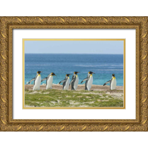 East Falkland King penguins walking Gold Ornate Wood Framed Art Print with Double Matting by Illg, Cathy and Gordon