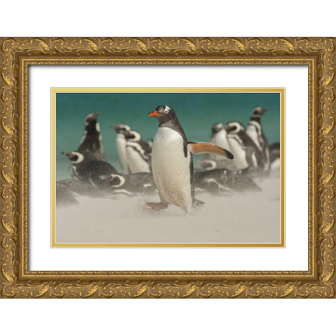 Bleaker Island Gentoo penguins and blowing sand Gold Ornate Wood Framed Art Print with Double Matting by Illg, Cathy and Gordon