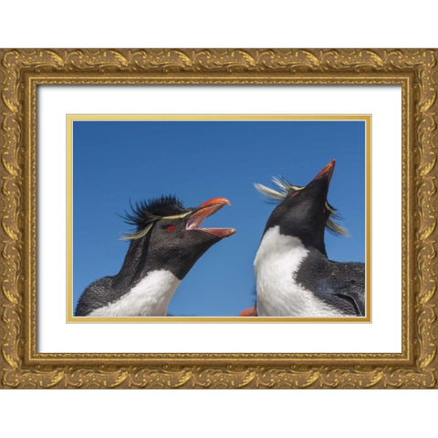 Bleaker Island Rockhopper penguins greeting Gold Ornate Wood Framed Art Print with Double Matting by Illg, Cathy and Gordon