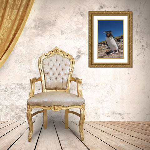 Falkland Islands, Bleaker Is Rockhopper penguin Gold Ornate Wood Framed Art Print with Double Matting by Illg, Cathy and Gordon