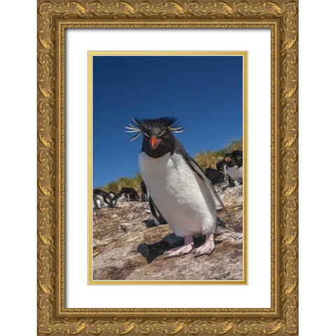 Falkland Islands, Bleaker Is Rockhopper penguin Gold Ornate Wood Framed Art Print with Double Matting by Illg, Cathy and Gordon