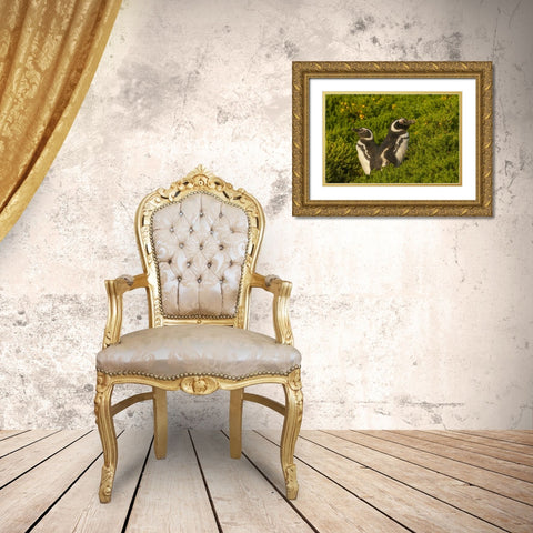Carcass Island Magellanic penguins Gold Ornate Wood Framed Art Print with Double Matting by Illg, Cathy and Gordon