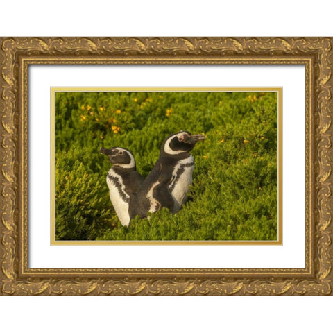 Carcass Island Magellanic penguins Gold Ornate Wood Framed Art Print with Double Matting by Illg, Cathy and Gordon